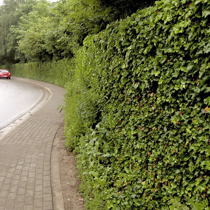 Grüner Lärmschutz Naturwand Grüner Lärmschutz Naturwand