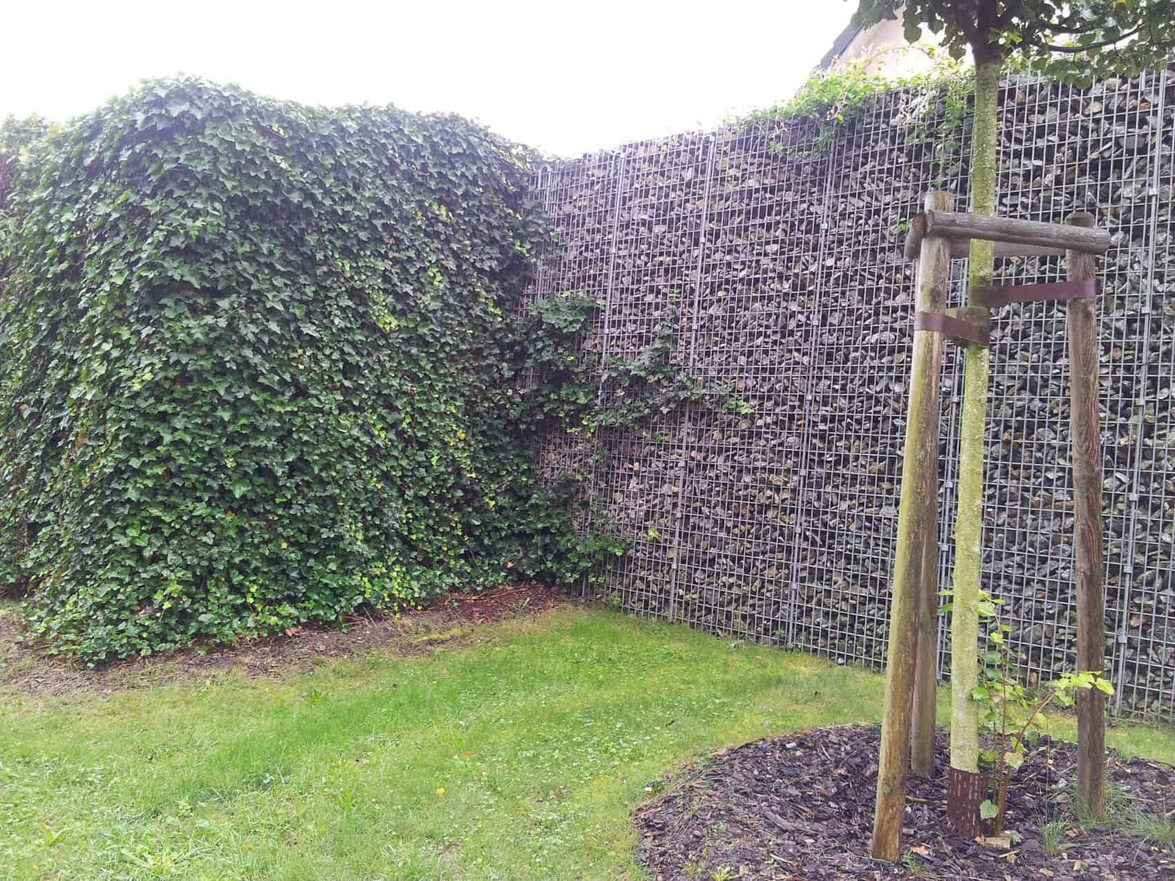 Alpin-mit-Efeu-Naturwand