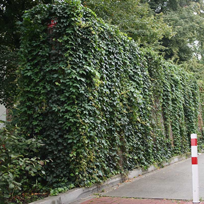 Naturwand-Laermschutzwand-begruent Naturwand-Laermschutzwand-begruent